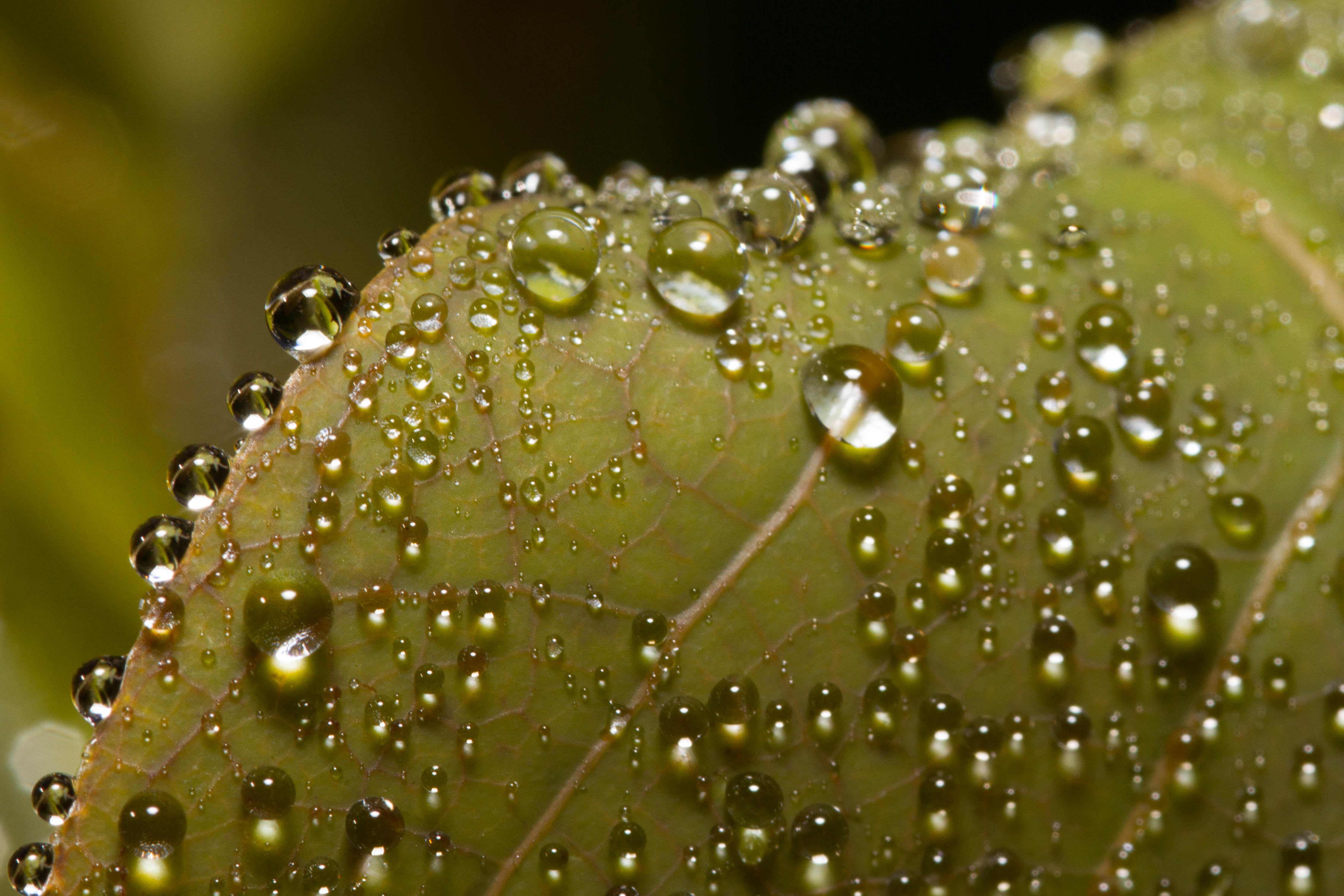 Kapky na zeleném listě